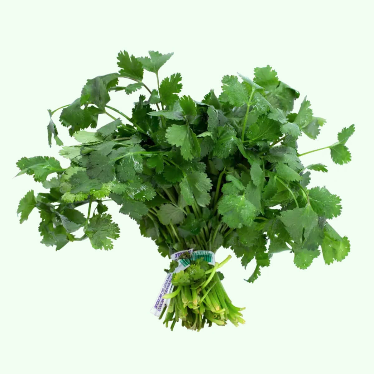 Cilantro (Each) – Fresh Truck